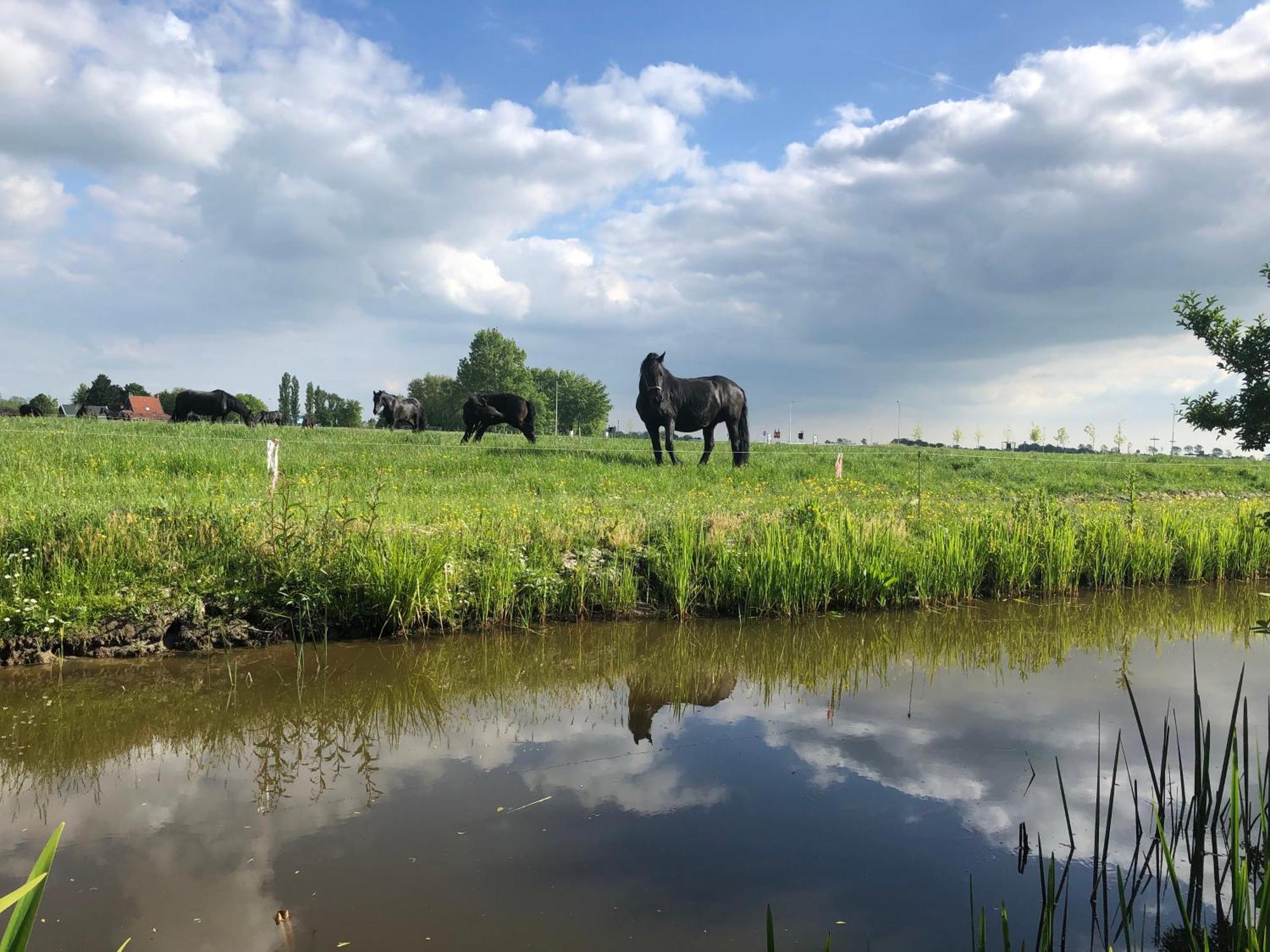 Vakantiehuis In Friesland Voor De Hele Familie Huns ภายนอก รูปภาพ